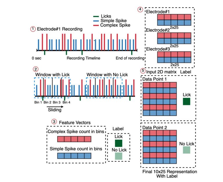 ICASSP2026 – Deep Spatio-Temporal Models for Decoding Purkinje Cell Activity in Tongue Movements
