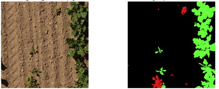 AVSS2026 – UAV-Based Crop–Weed Field Monitoring with EMA-Guided Multi-Head Segmentation and Look-Twice Refinement